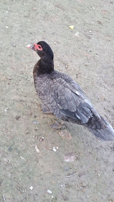 en boyuk it cinsleri: Erkək, | Macar, Ətlik, Pulsuz çatdırılma — 10