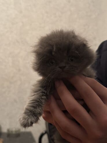 Şotland uzun tüklü, Dişi, Ünvandan götürmə — 3