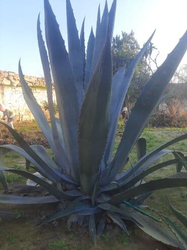 Razilawma yolu ile — 3