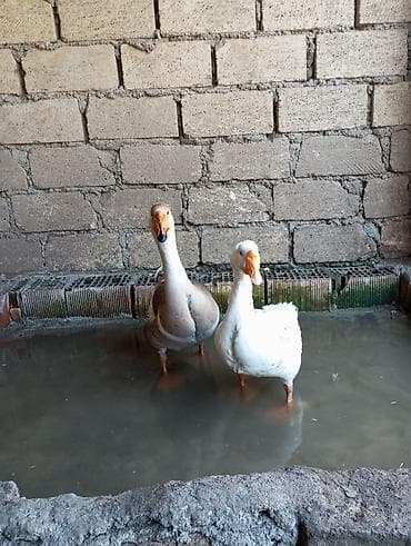 heyvan bazari keci: Dişi, | Linda, Damazlıq, Ünvandan götürmə — 1
