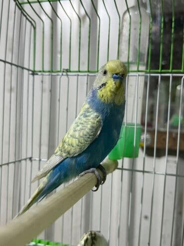 sudluk inekler satisi: Məhsul: Dalğalı tutuquşu (bajrigar) Təsvir: - Rəng çeşidi: mavi — 2