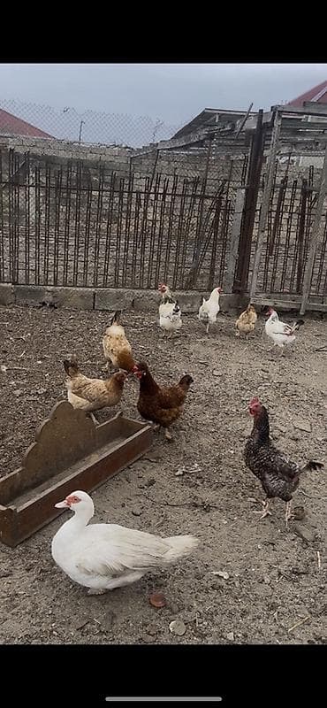 rotveyler satilir: Salam hər vaxdınız xeyir bu toyuqlar satılır öz həyətimin — 1