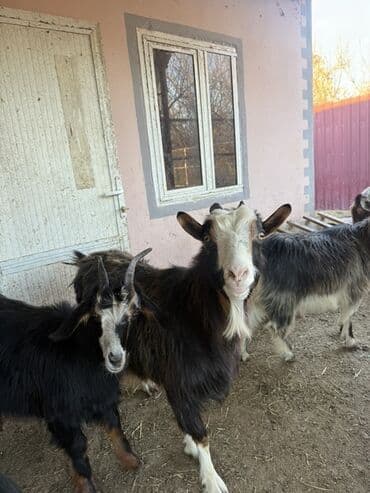 Mal-qara: 24 ədəd Keçi var 
Ərəb 
Dönmə və Yerli — 4