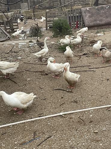 ördək balası və cücə: Təsvir: - Yeni çıxmış balaca ördək balaları lal ördəklər 4 manat səsli — 4