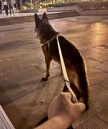 belcika coban iti: Alman çoban iti, 2 il, Erkek — 3