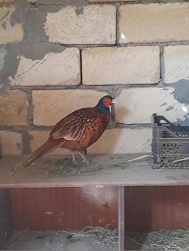 cins qoyunlar satilir: 2 ay yarımlığ qırqovul balası hamının axtardığı kantsız qafqaz erkəydə — 1