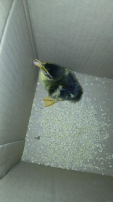 Məhsul: Ördək balası (cücə) Təsvir: - Şirin, sağlam görkəmli ördək