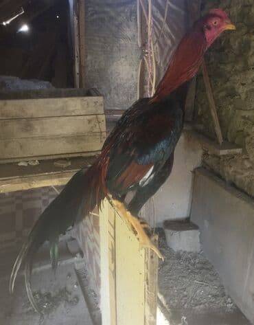 K/t heyvanları üçün mallar: 15 aprel yeni ayılib atlanmayıb barter yoxdur tergidirem deye ucuz — 7