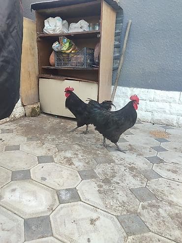 Digər heyvanlar: Məhsul: Qara rəngli 2 ədəd xoruz cəmi 60 azn qiymət 2 sinə aiddi — 5