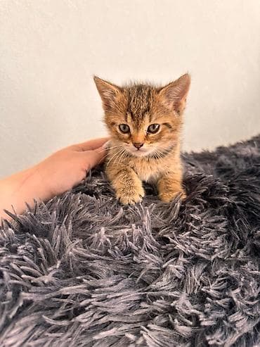 pişik boz: Şotland — 3