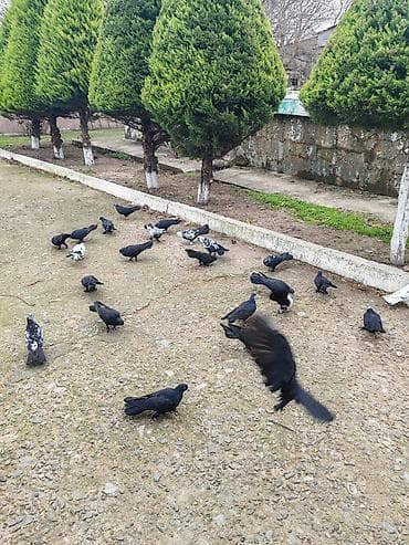 Hamsi satilir bir nesildi qara ciller qaralar bawi ciller qaralar