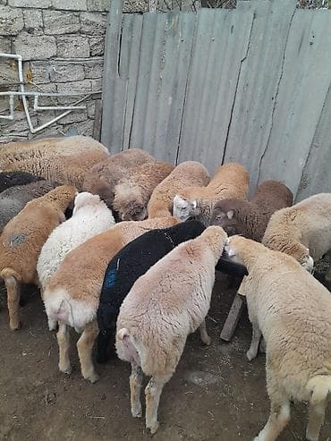 Ördəklər: 28 erkekdi — 2