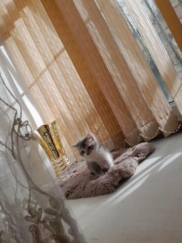 Akvariumlar: Şotland — 3