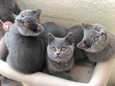 pişik şəkili: Şotland, Dişi, Erkək, Ünvandan götürmə — 22