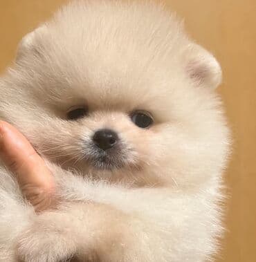 ağ itlər: Şpitz, 2 ay, Dişi — 1