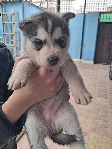 pitbul itləri: Xaski, Peyvəndli — 2