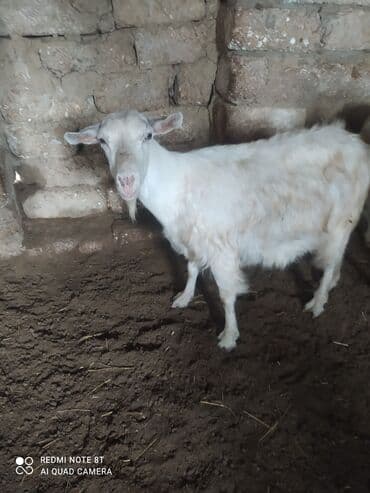 cepis sekilleri: Ana bala satılır anada boğazdır balasıda boğazdır damazlıq üçün — 5