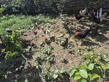 kend cuceleri: Qarışıq cinsli toyuqlar sürüsü yumurtalayan toyuqlar 15manat — 6