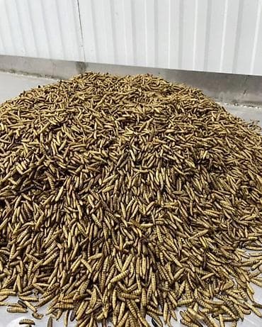 Akvariumlar: Qara əsgər milçəyi (Black Soldier Fly) sürfələri – zülal və yağla — 6