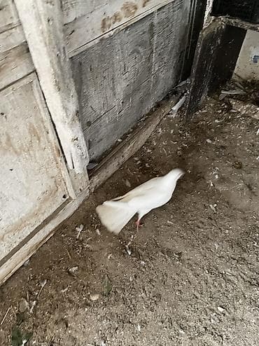 Птицы: Salam bes dene cılmaq aglardır 19 quyruqdan 16 quyruqa kimi 2 erkek 3 — 3