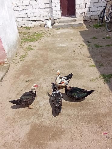 col ordəyi: 4dene dışi ordey satlir cavandi yumurtalayilar hazırda 15 manat biri — 1