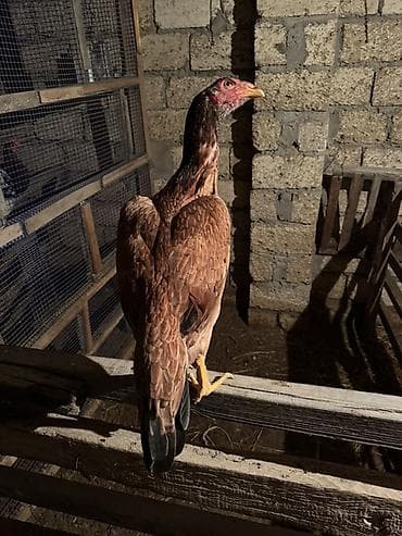 Mal-qara: Toyuq, Damazlıq — 1