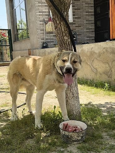 Volkataf iti Təmiz qandır Arxa ayaqları 7barmaqdı 11aylıqdır