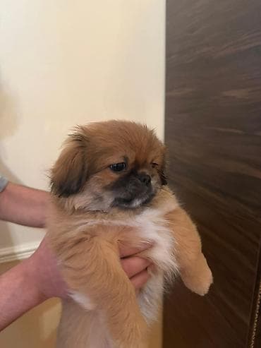 Gəmiricilər: 3 ay, Erkek, Peyvəndli, Pulsuz çatdırılma — 1