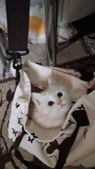 qara pişik: Qızıl şinşilla, Dişi, Yaxşı əllərə, Ünvandan götürmə, Ödənişli çatdırılma — 2