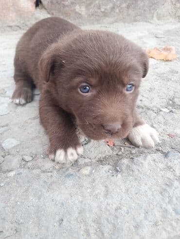 afcarka bala: Zvonok — 3