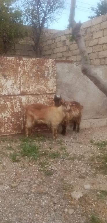 mal heyvan: Salam saglam arpa yonca yeyen heyvanlardı real alıcılar zeng vursun — 2