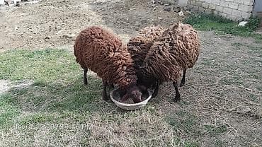 qoyun quyrugu: Qarabaş tipli 3 baş qoyun - Cins: qarabaş/yerli qoyun - Rəng: tünd — 7