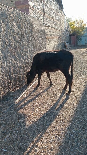 İtlər: Mal-qara satılır – gənc dana/buzaq sürüsü - Şəkillərdə bir neçə baş — 6