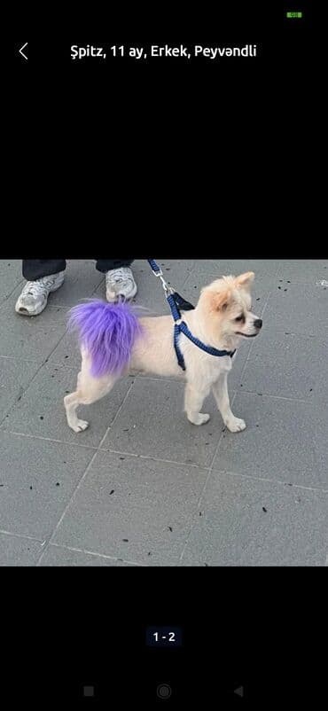 Çəngəllər: Məhsul: Qəfəs və dalmatin finç/budgerigar üçün aksesuarlarla birlikdə — 2