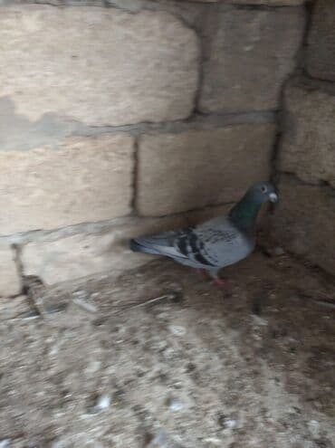 домики для собак: Mayadırlar — 3