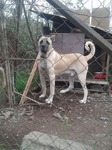 eşey satışı: Kanqal, Erkek — 4