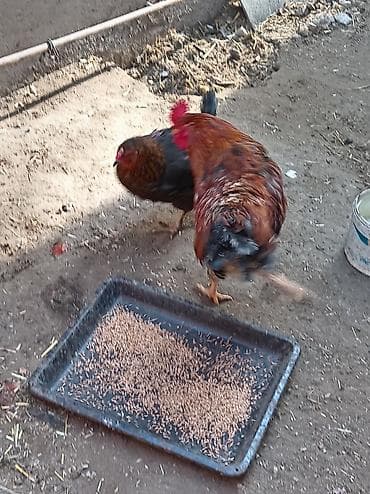 hinduska balasi satilir: Salam 8 ayliq xoruzdu tam sağlamdi öz he yetimin heyvandi banliyir — 7