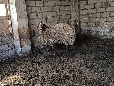 hinduşka əti: Damazli qoc bir yas yarimliq — 3
