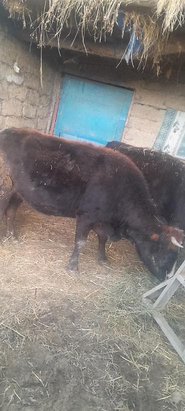 inek satilir: Tecili satilir qisir maldi saglam maldi 070 538 45 33 — 2