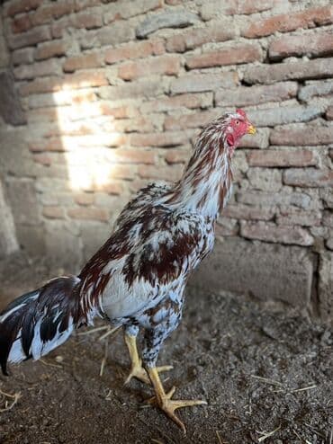 K/t heyvanları və malları: 7 ayna təzə keçib təzə təzə ban verir probu yoxdu real alıcıyla — 3