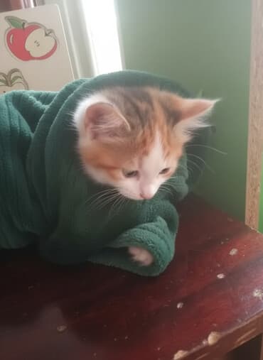 котята в баку: Британская, Самка, В добрые руки, Самовывоз, Бесплатная доставка, Платная доставка — 1