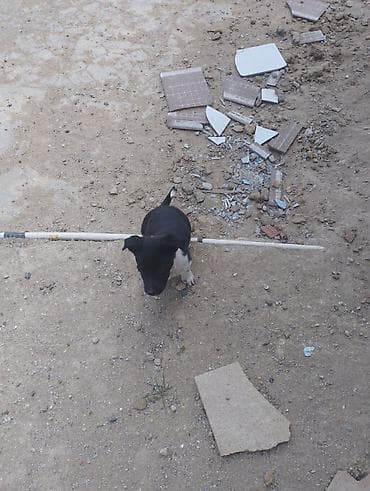 xaski balaca: Zvonok, 1 ay, Dişi, Cütləşmə üçün, Ödənişli çatdırılma — 3