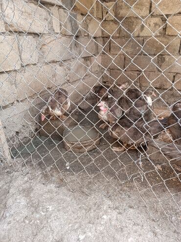 тап аз птицы: Muscovy ördəkləri (hind ördəyi) – qrup şəklində - Cins: Muscovy (hind — 1