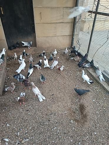 babil quşu: Küt satılır seçməkdə. İran quşları da var içində. biri 15₼. hamısı — 5
