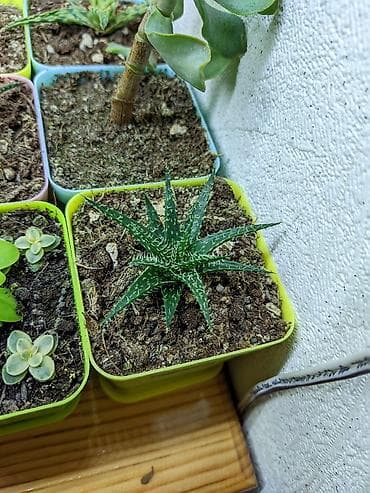 günəbaxan yağı qiyməti: Sukkulentlər. Sağlam və dözümlü bitkilərdi. Uzun müddət susuz qala — 2