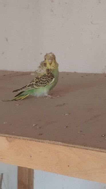 попугай ара цена: Salam erkey di 3 aylıq quşdu öz quşlarımın balasıdı Tam sağlam quşdu — 2