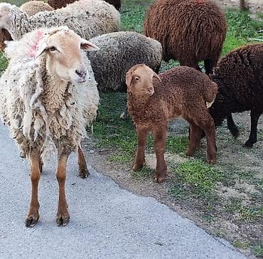 mal yemi: Qoyun erkey quzusu ilə satılır ozude qoca gelib qiymət 550 azn — 2