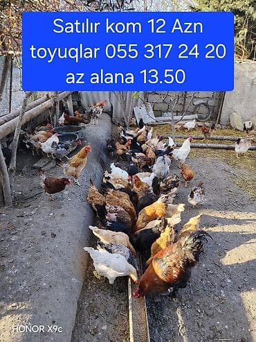 Toyuqlar: Unvan qaracuxur hamisi saglamdilar yumurtalayirlar xoruzlar 20 — 1