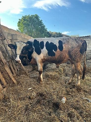 damaz: ETLIK verilmir hec km narahat etmeisn Satlıq erkək dana Holştayn — 1