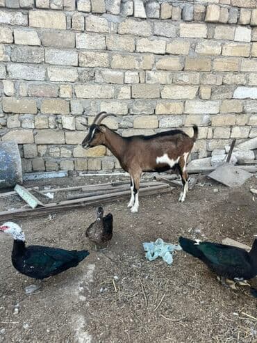 lal ördek satışı: Dişi, Alpine, il: 2, 60 kq, Damazlıq, Ünvandan götürmə — 3